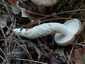 Barnanyálkás csigagomba (Hygrophorus latitabundus), Balaton-felvidék
